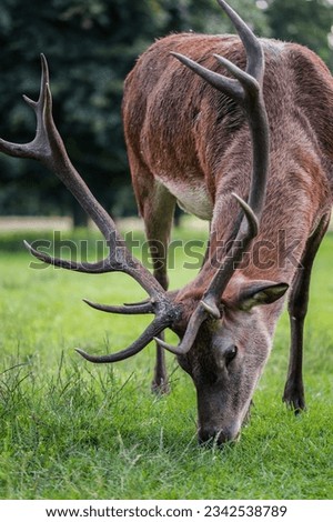 Closeup picture of deer eating grass