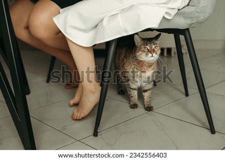 The cat is standing under the chair on which the hostess is sitting, looking at the camera. Royalty-Free Stock Photo #2342556403