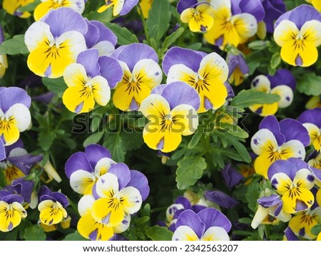 A closeup of blooming Viola tricolor flowers with green leaves Royalty-Free Stock Photo #2342563207
