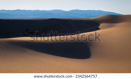 Death Valley Desertscape of Mesquite Flat Sand Dunes in Stovepipe Wells, California, USA. Undulating curvatures of bright hills and shadows of the dip with desert plants and Joshua tree in silhouette. Royalty-Free Stock Photo #2342564757