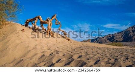 Tree roots exposed from erosion in Mesquite Flat Sand Dunes of Death Valley in Stovepipe Wells, California, USA.  Royalty-Free Stock Photo #2342564759