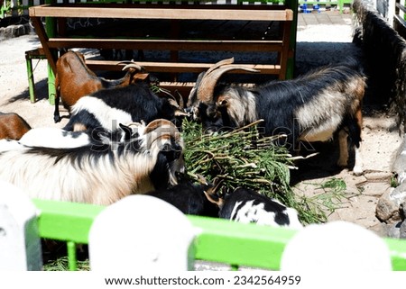 Selective focus of goats feeding in their stalls in the afternoon. Great for educating children about wild animals.