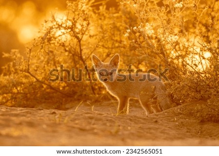 A selective focus shot of cute Fennec fox in the desert on blurry background of golden sunset