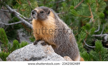 A shallow focus shot of a Yellow-bellied marmot animal on a stone with green plants in the background in John Muir Trail, California Royalty-Free Stock Photo #2342582489