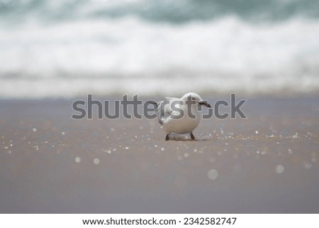 The Picture of white seagull bird stand on the top of sandy beach with the water and blurry background.