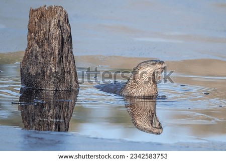 A close-up shot of a Eurasian otter eating fish in a frozen water