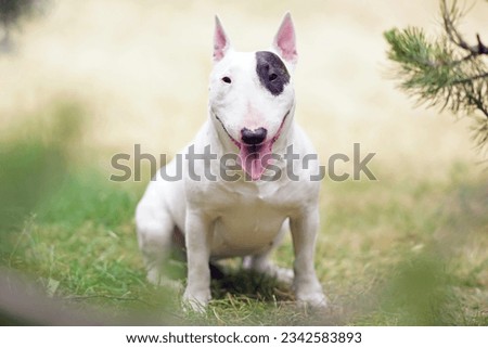 White with a brown patch Miniature Bull Terrier dog posing outdoors sitting on a green grass under a pine tree in summer Royalty-Free Stock Photo #2342583893