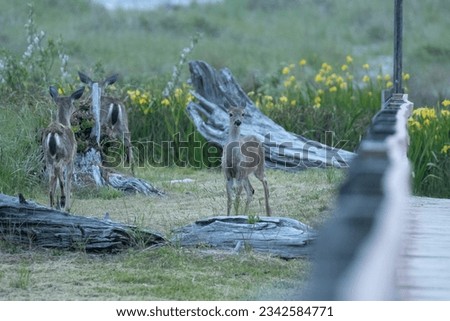 Three deer posing for a picture