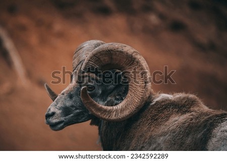The profile portrait of a bighorn sheep before the brown shaded background Royalty-Free Stock Photo #2342592289