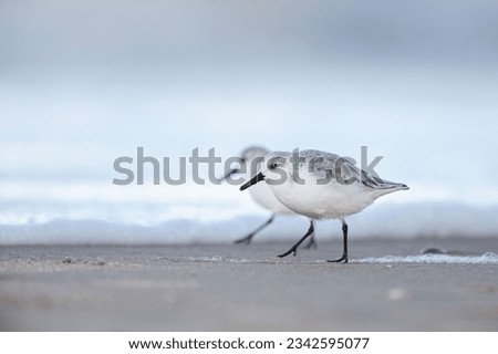 A selective focus shot of three-toed sandpiper birds searching for food on a beach Royalty-Free Stock Photo #2342595077