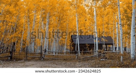 Panoramic view of tall Aspen trees around cabin in the Wasatch Cache National Forest. Royalty-Free Stock Photo #2342624825