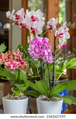 Close up abstract texture view of a branch of stunning white and rosy red phalaenopsis moth orchid flower blossoms, surrounded with miniature phalaenopsis orchids of pink and purple colors Royalty-Free Stock Photo #2342627197
