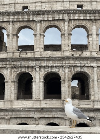 Seagull Posing for a Picture in front of Colosseum in Rome
