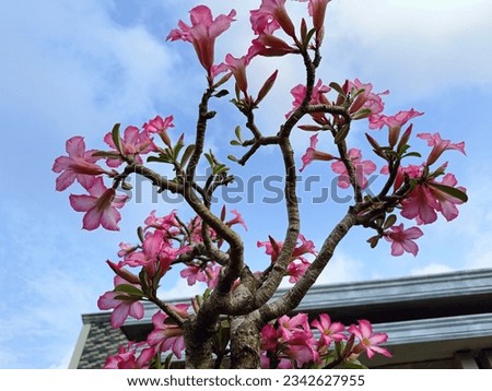 pink adenium bonsai flower combined with white which looks beautiful against the sky background.