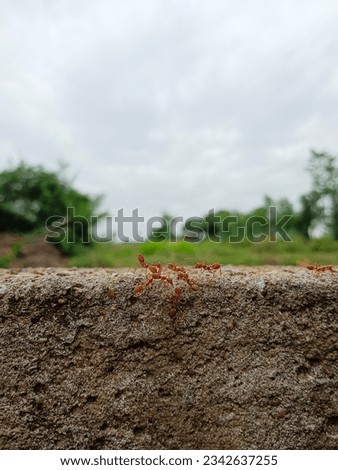 A wall and a working little ant.  amid unpredictable weather conditions.