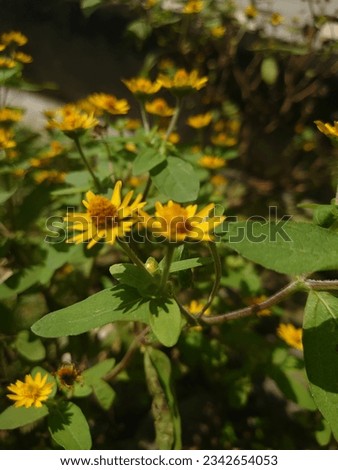 mini sunflowers or aspilia africana grow in bloom in the yard