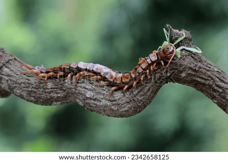A centipede is eating a praying mantis. This multi-legged animal has the scientific name Scolopendra morsitans. Royalty-Free Stock Photo #2342658125