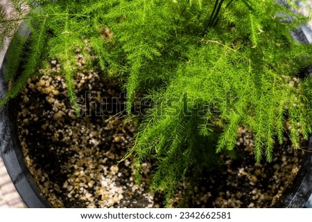 asparagus in a pot, green leaves background Royalty-Free Stock Photo #2342662581