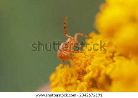an yellow pumpkin spider camouflages itself on a yellow blooming flower