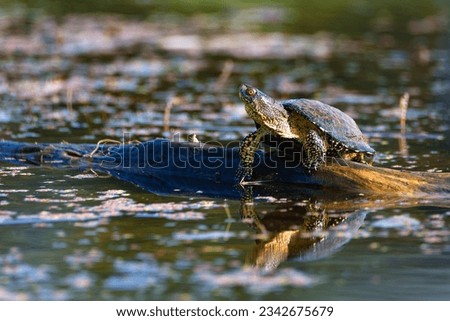 European pond turtle, Emys orbicularis Royalty-Free Stock Photo #2342675679