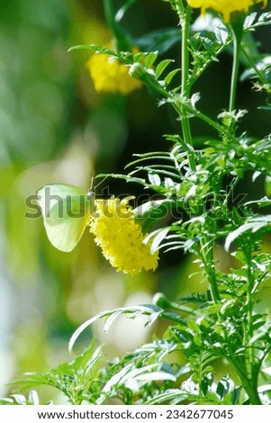 Yellow marigold flower in garden and white butterflies in the garden.