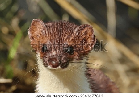 The head of the least weasel Royalty-Free Stock Photo #2342677813