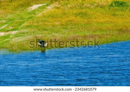 Sumer photo of the big bird stork, birds wildlife