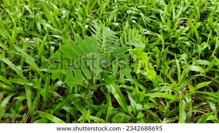 A young tamarind tree is growing among the green lawns. nature background illustration screen saver