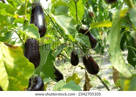 Aubergine eggplant plants in farming. Ripe eggplants growing on a bush. Agricultural Greenhouse with Aubergine vegetables Royalty-Free Stock Photo #2342705105