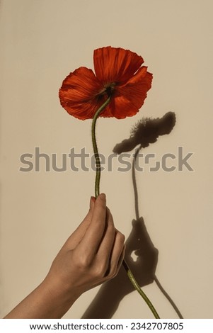 Women hand holding red poppy flower on tan beige background with sunlight shadow. Minimal stylish still life floral composition