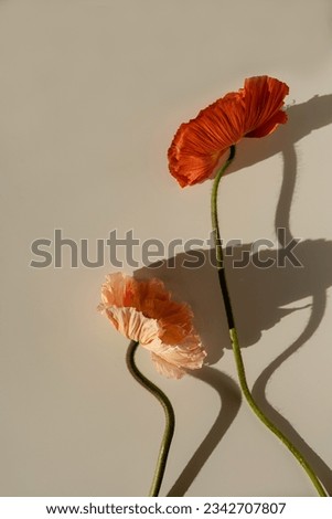 Beautiful peach pink and red poppy flowers bouquet with sunlight shadows on neutral pastel tan beige background. Aesthetic minimal floral composition with sun light shade