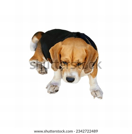 a photography of a dog laying down on a white surface, there is a dog that is laying down on the ground.
