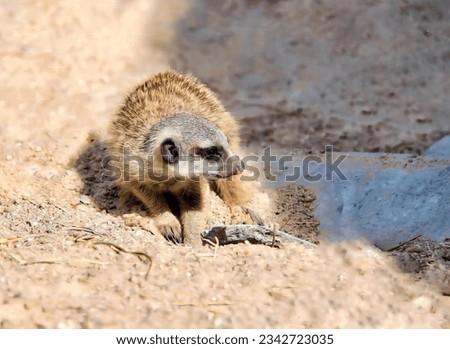 a photography of a small animal is sitting in the dirt, there is a small animal that is sitting in the dirt.