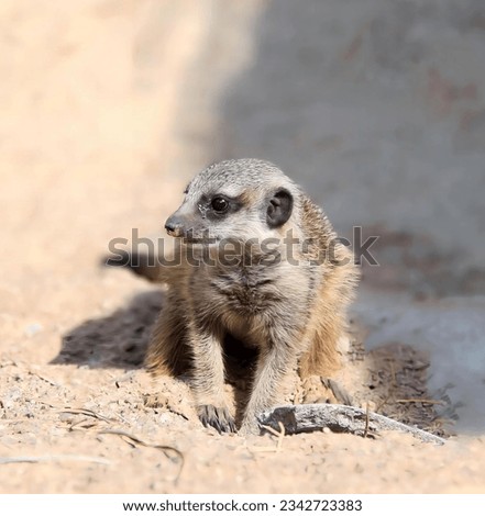 a photography of a small animal standing on a dirt ground, there is a small animal that is standing on the ground.