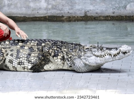 a photography of a man petting a large alligator in a pool, crocodile laying on the ground next to a man in red shorts.