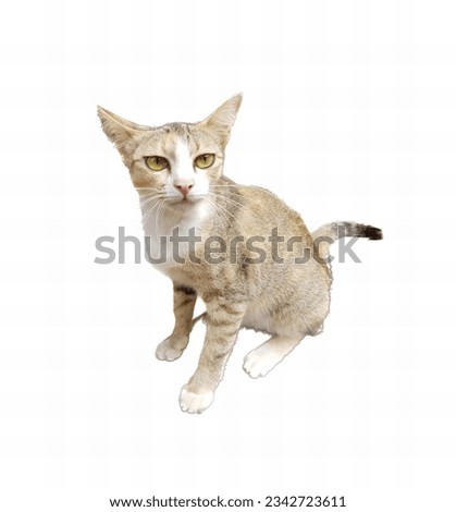 a photography of a cat sitting on the ground looking at the camera, there is a cat that is sitting down on the ground.