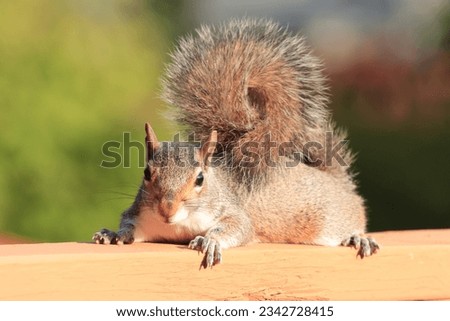 Beautiful closeup outdoor picture eastern gray squirrel natural environment brown fur short hair long tail tiny ears paws claws whiskers laying fence attractive green bushes background sunny afternoon
