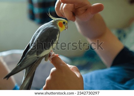owner with her pet.funny cockatiel parrot.Beautiful photo of a bird. Ornithology.Funny parrot.Cockatiel parrot.
Home pet bird.Love for animals.Cute cockatiel.Home pet bird.love for pet.parrot taming