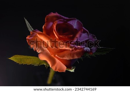 Macro photograph of a red rose with a neutral background. Droplets of dew on the petals