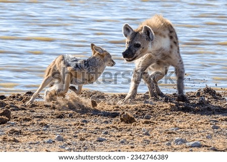 Black backed jackals harass and attempt to confuse a spotted hyena, allowing them to steal part of their kill at Etosha National Park, Namibia Royalty-Free Stock Photo #2342746389
