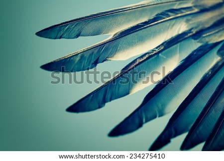 wing of bird against blue sky