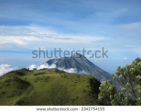edelweiss in the savanna of Mount Merbabu, because of the clear sky and clouds you can see Mount Merapi. The photo was taken by Willem Tasiam, a marathon climber