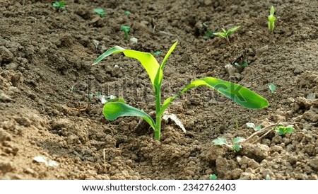 a picture of young corn plant on dry land