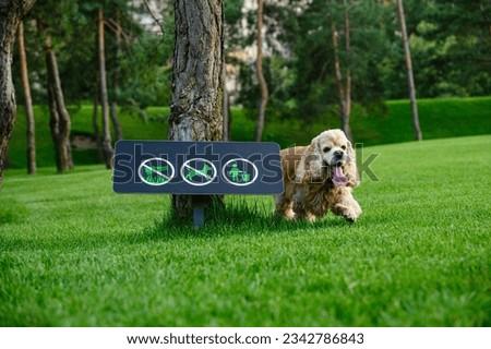 The dog walks in the park. Walking dogs is prohibited. No dog walking sign in the background.