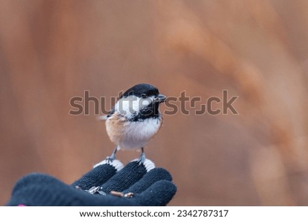 Chickadees in North America Complete Guide with Pictures