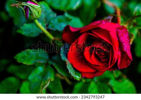 a fresh red rose blooming in the morning with a small bud that has not yet bloomed beside it