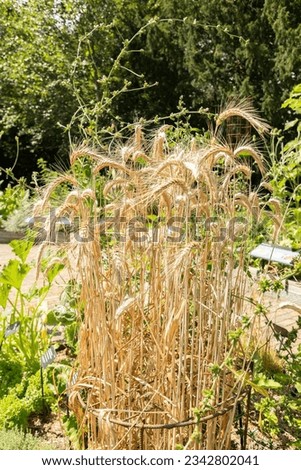 Zurich, Switzerland, July 14, 2023 Triticum Durum or Pasta Wheat plant at the botanical garden Royalty-Free Stock Photo #2342802041