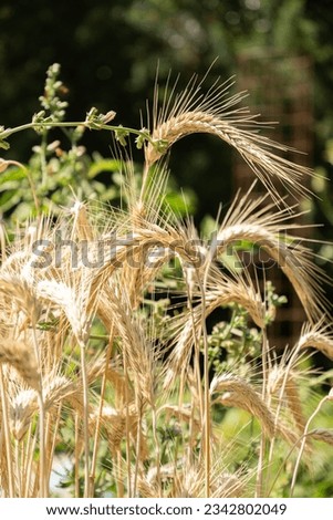 Zurich, Switzerland, July 14, 2023 Triticum Durum or Pasta Wheat plant at the botanical garden Royalty-Free Stock Photo #2342802049