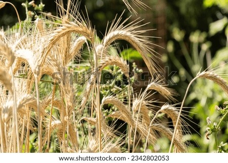 Zurich, Switzerland, July 14, 2023 Triticum Durum or Pasta Wheat plant at the botanical garden Royalty-Free Stock Photo #2342802053