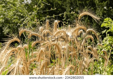 Zurich, Switzerland, July 14, 2023 Triticum Durum or Pasta Wheat plant at the botanical garden Royalty-Free Stock Photo #2342802055